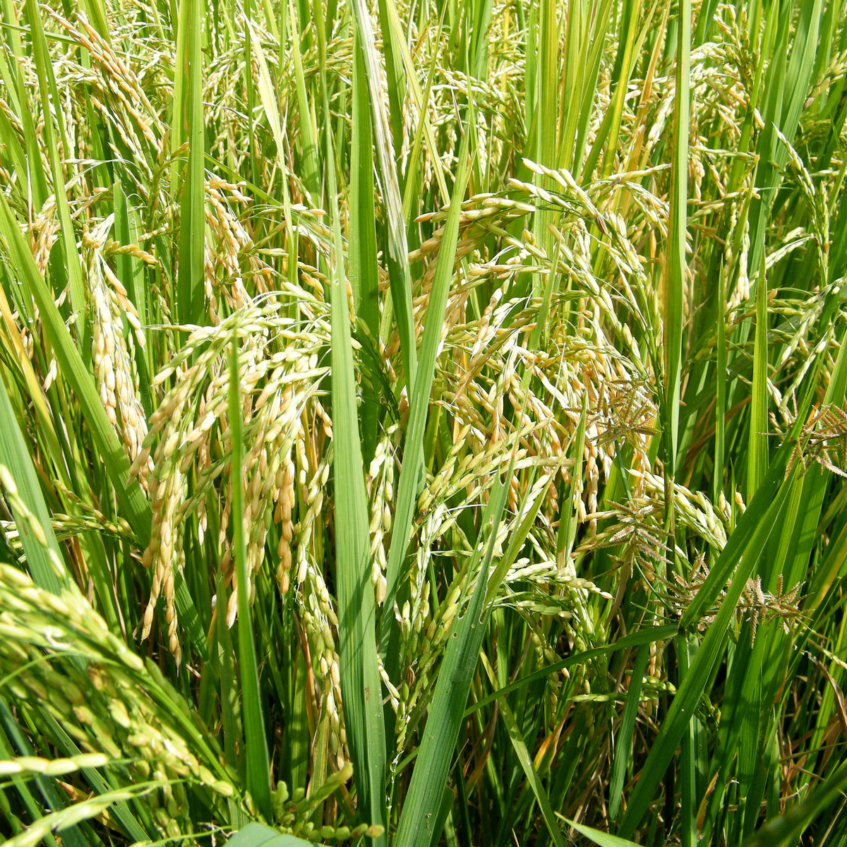 Rýže setá - Oryza sativa - semena rýže - 12 ks