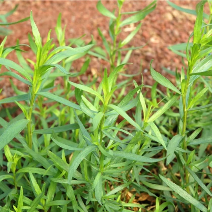 BIO Pelyněk kozalec - Artemisia dracunculus - bio semena pelyňku - 500 ks