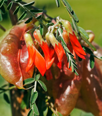 Africká bylina - Sutherlandia frutescens - semena africké byliny - 4 ks
