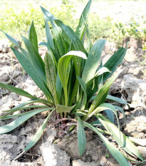 Jitrocel indijski – Plantago psyllium – nasiona babki płesznik