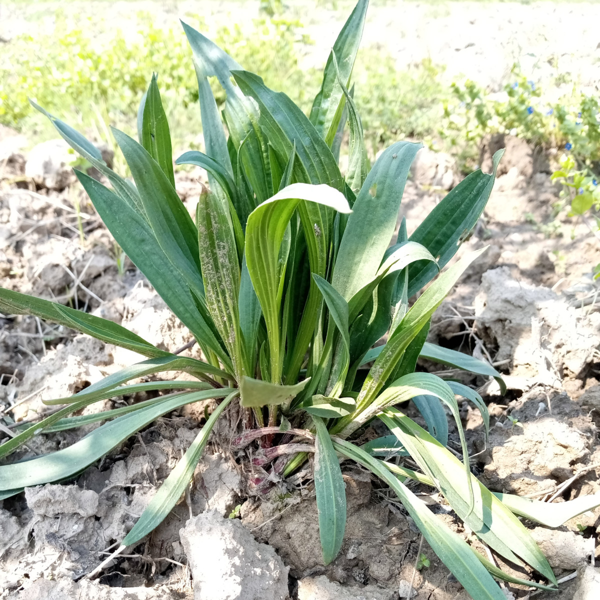 Jitrocel indijski – Plantago psyllium – nasiona babki płesznik