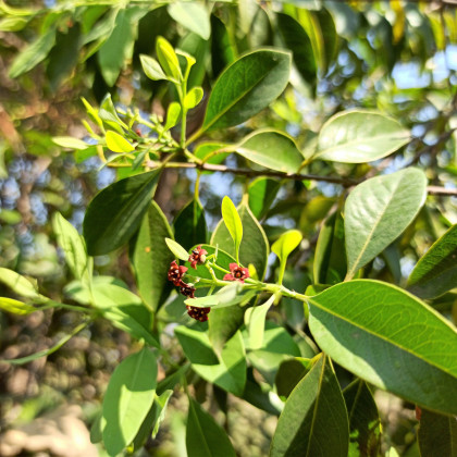 Santal bílý - Santalum album - semena santalu - 5 ks