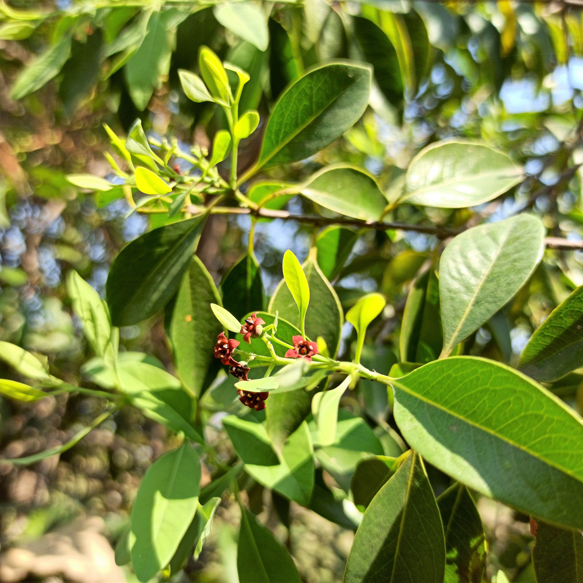 Santal bílý - Santalum album - semena santalu - 5 ks