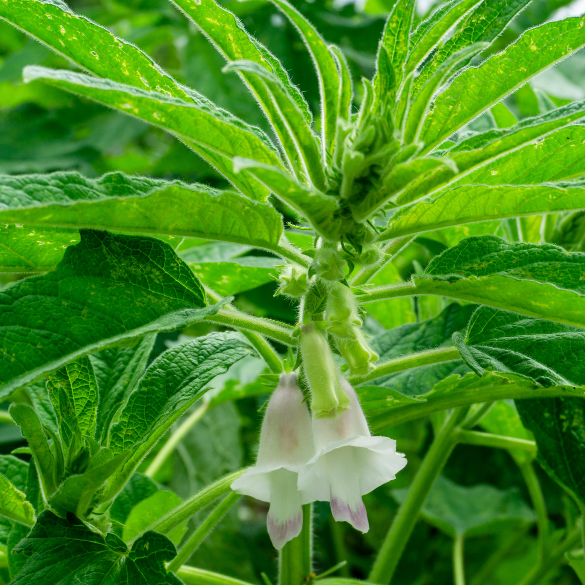 Sezam indický - Sesamum indicum - semena sezamu - 7 ks