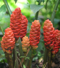 Zázvor bengálský - Zingiber rubens - semena zázvoru - 4 ks