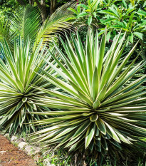 Agáve kalifornské - Agave deserti - semena agáve - 9 ks