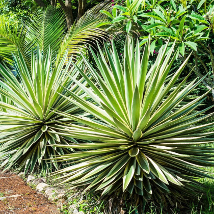 Agáve kalifornské - Agave deserti - semena agáve - 9 ks