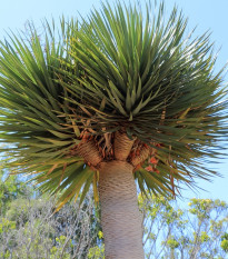 Dračinec olbrzymi - Dracaena draco - nasiona dračince - 8 szt.