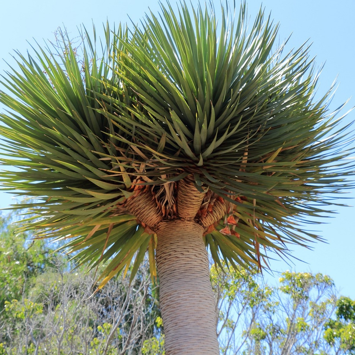 Dračinec olbrzymi - Dracaena draco - nasiona dračince - 8 szt.