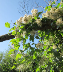 Plamének plotní - Clematis vitalba - semena plaménku - 12 ks