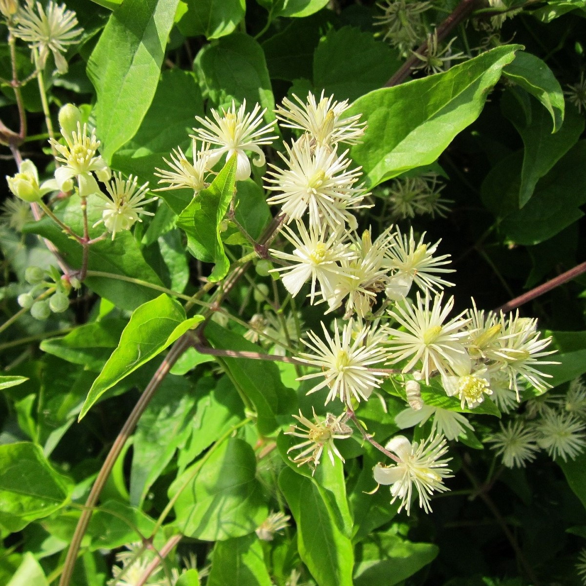 Plamének plotní - Clematis vitalba - semena plaménku - 12 ks