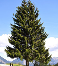 Jedle Pindrow - Abies pindrow - nasiona jodły - 15 szt.