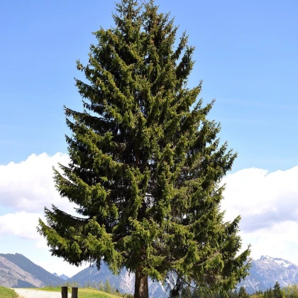 Jedle Pindrow - Abies pindrow - nasiona jodły - 15 szt.
