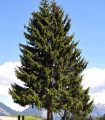 Jedle Pindrow - Abies pindrow - nasiona jodły - 15 szt.