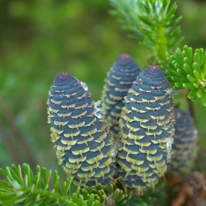 Jedle Pindrow - Abies pindrow - nasiona jodły - 15 szt.