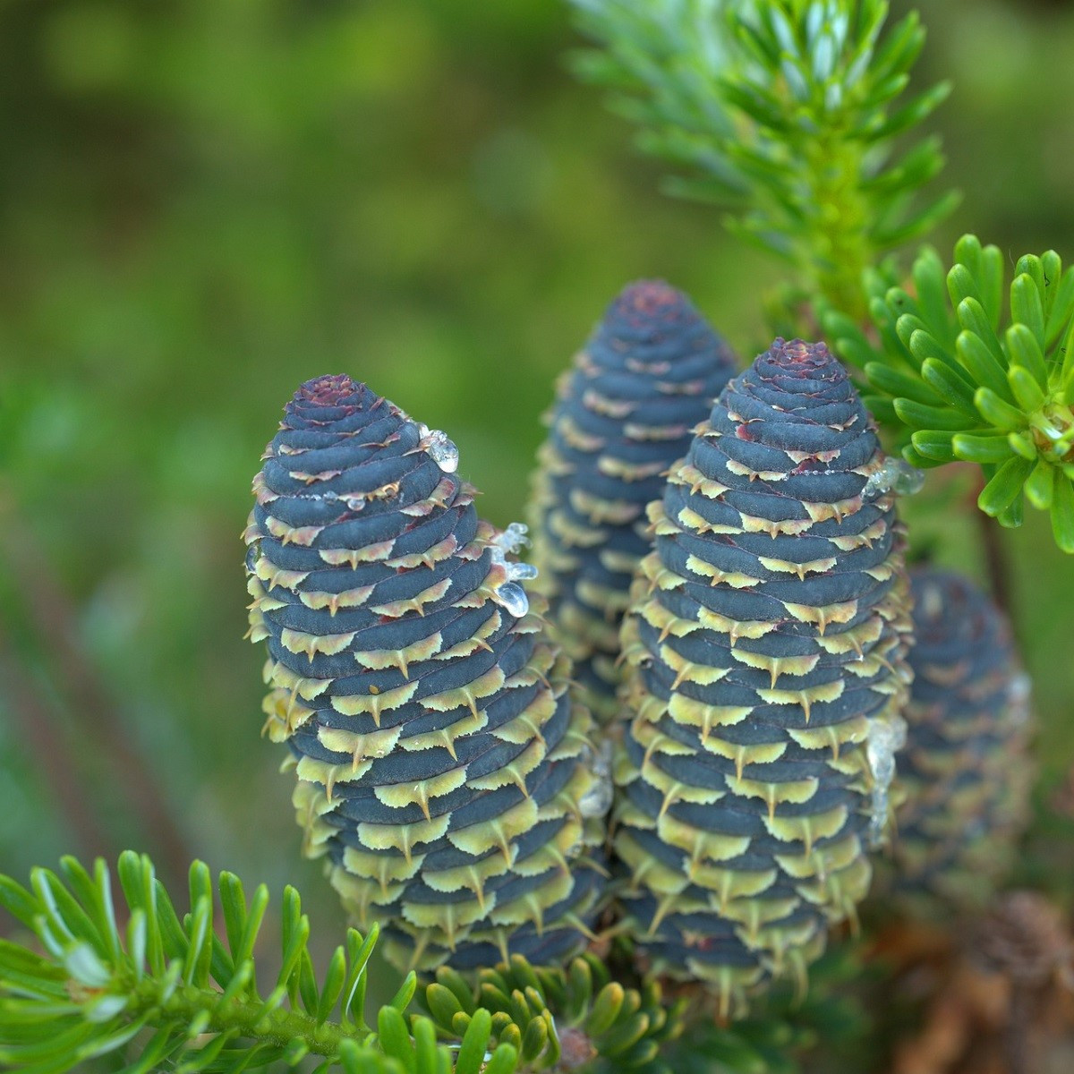 Jedle Pindrow - Abies pindrow - semena jedle - 8 ks