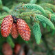 Smrk štětinatý - Picea asperata - semena smrku - 8 ks
