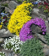 Trvalky pro skalky - semena trvalek - směs trvalek - 0,5 g