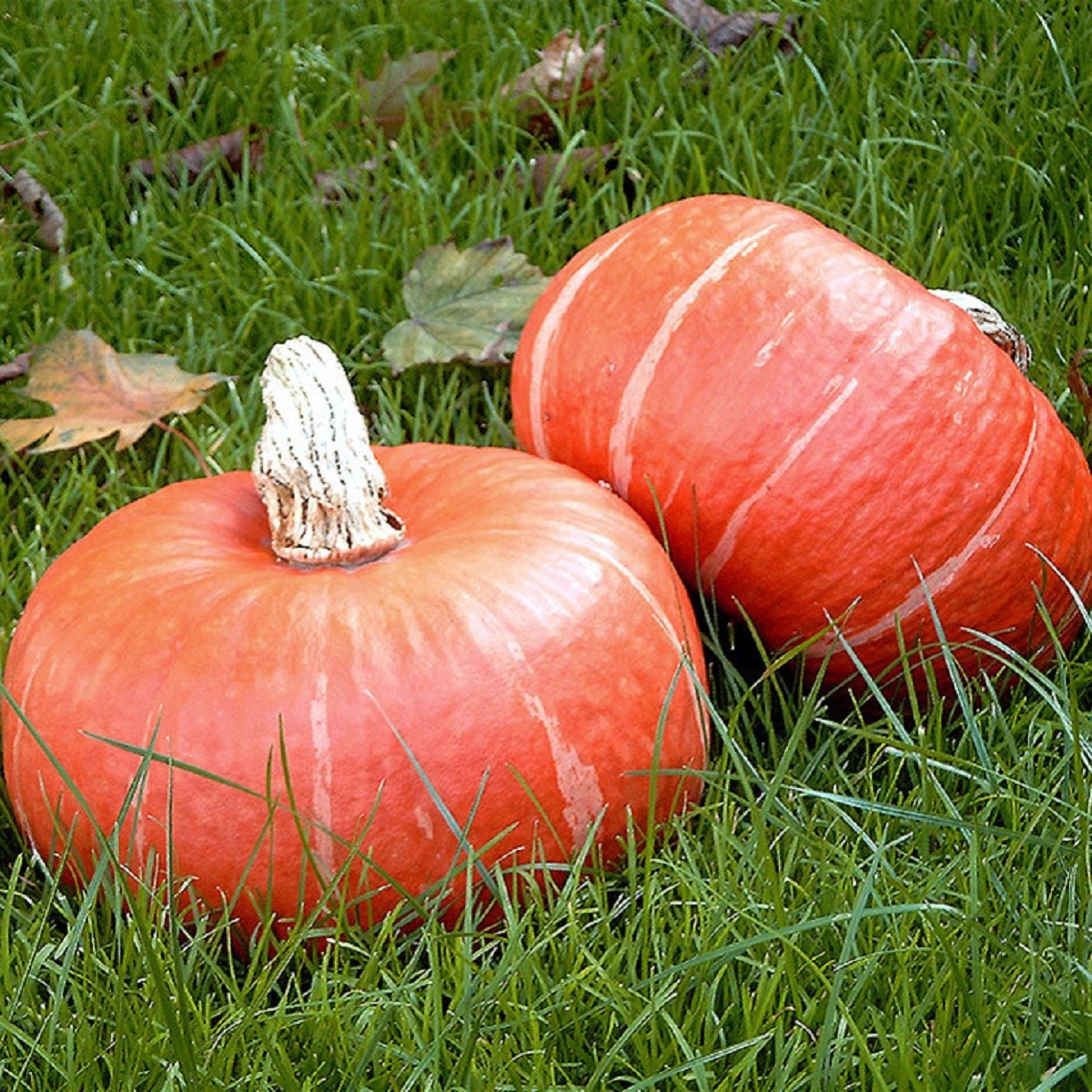 BIO Dýně Sunshine F1 - Cucurbita maxima - bio semena dýně - 6 ks