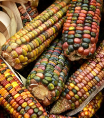 Kukuřice Ice Lady - Zea mays - semena kukuřice - 20 ks