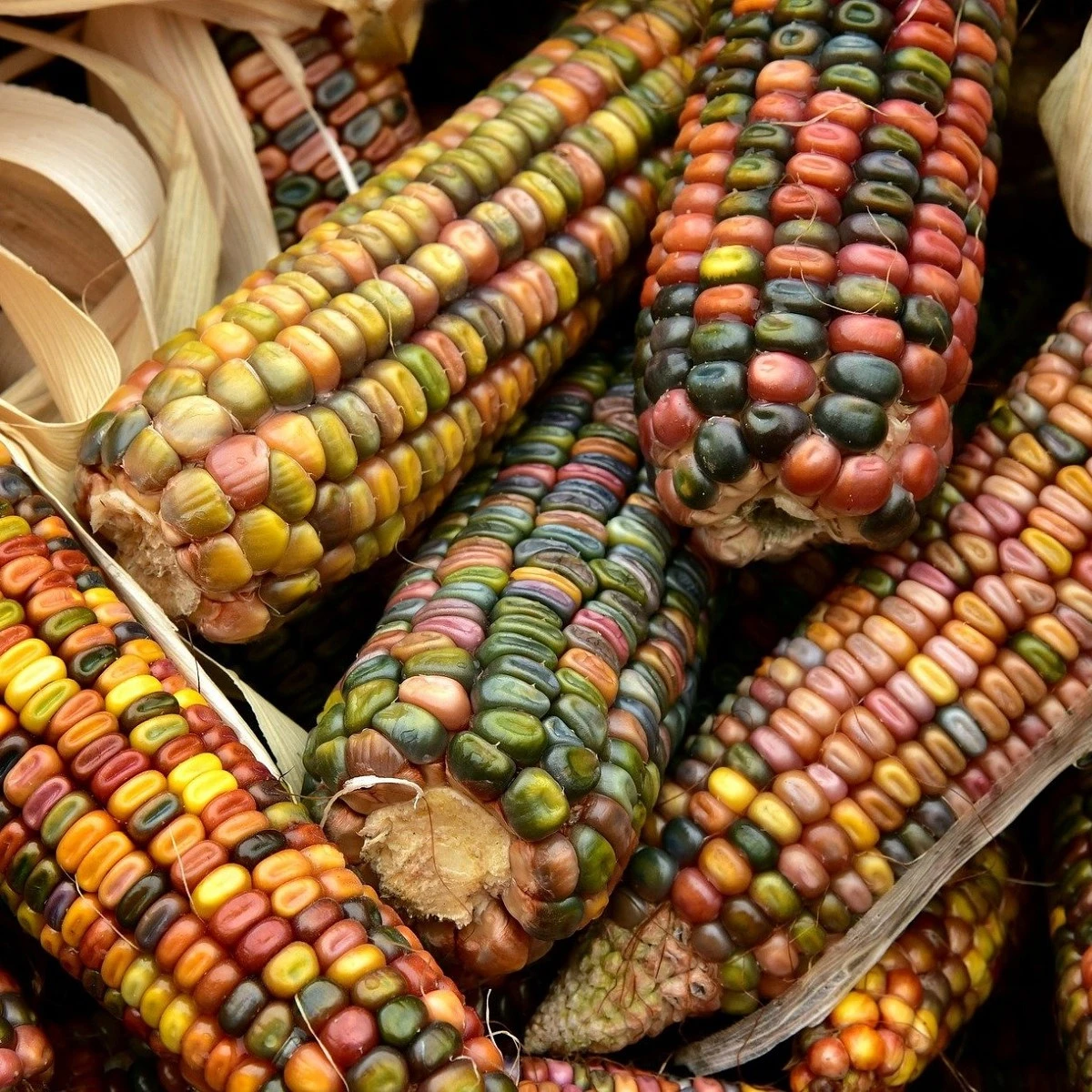 Kukuřice Ice Lady - Zea mays - semena kukuřice - 20 ks