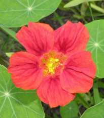 Nasturcja mniejsza Whirlybird Rose - Tropaeolum minus - nasiona nasturcji - 10 szt.