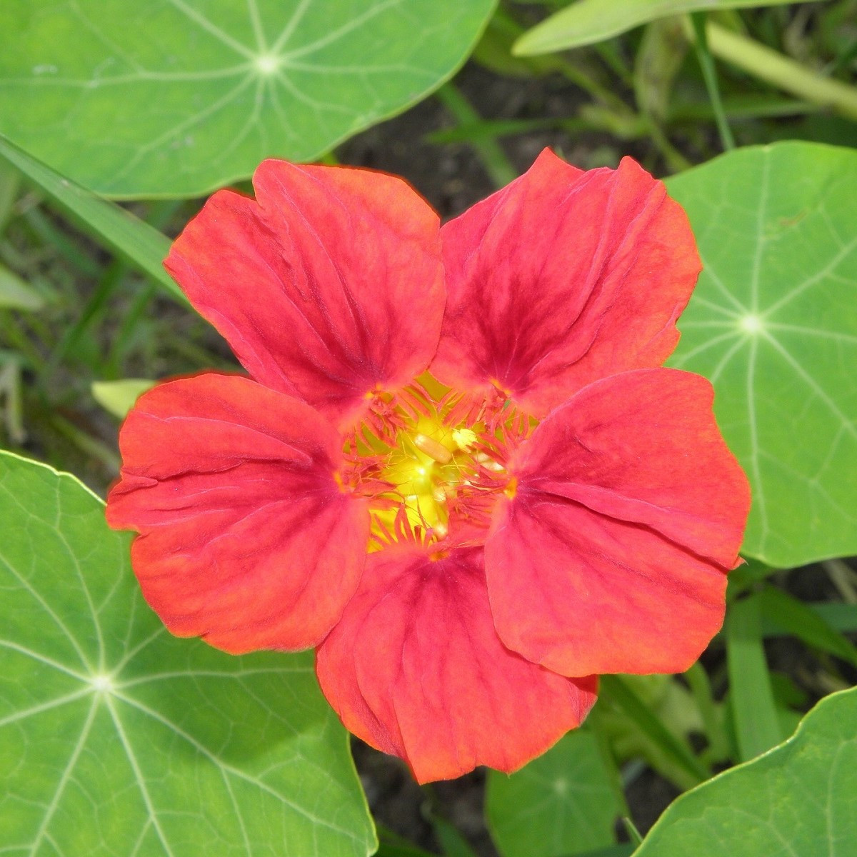 Nasturcja mniejsza Whirlybird Rose - Tropaeolum minus - nasiona nasturcji - 10 szt.