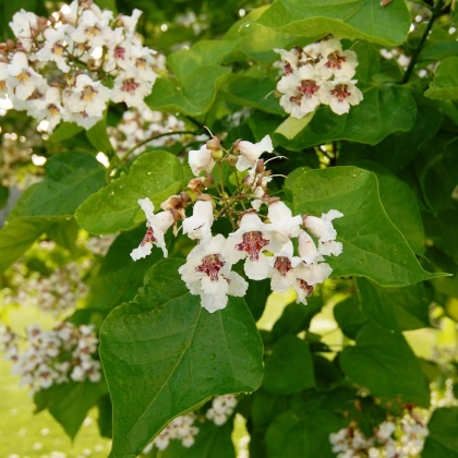 Katalpa Fargesova - Catalpa fargesii - semena katalpy - 8 ks