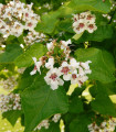 Katalpa Fargesova - Catalpa fargesii - semena katalpy - 8 ks