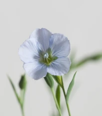 Len setý - Linum usitatissimum - semena lnu - 140 ks