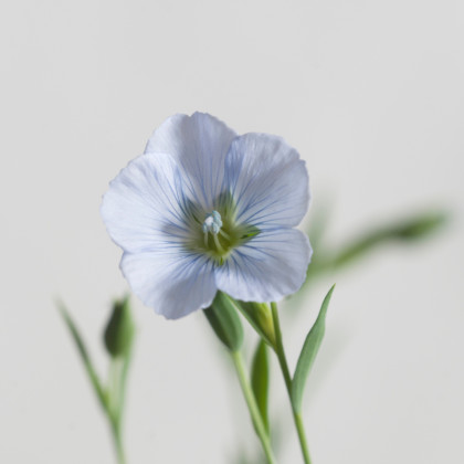 Len setý - Linum usitatissimum - semena lnu - 140 ks