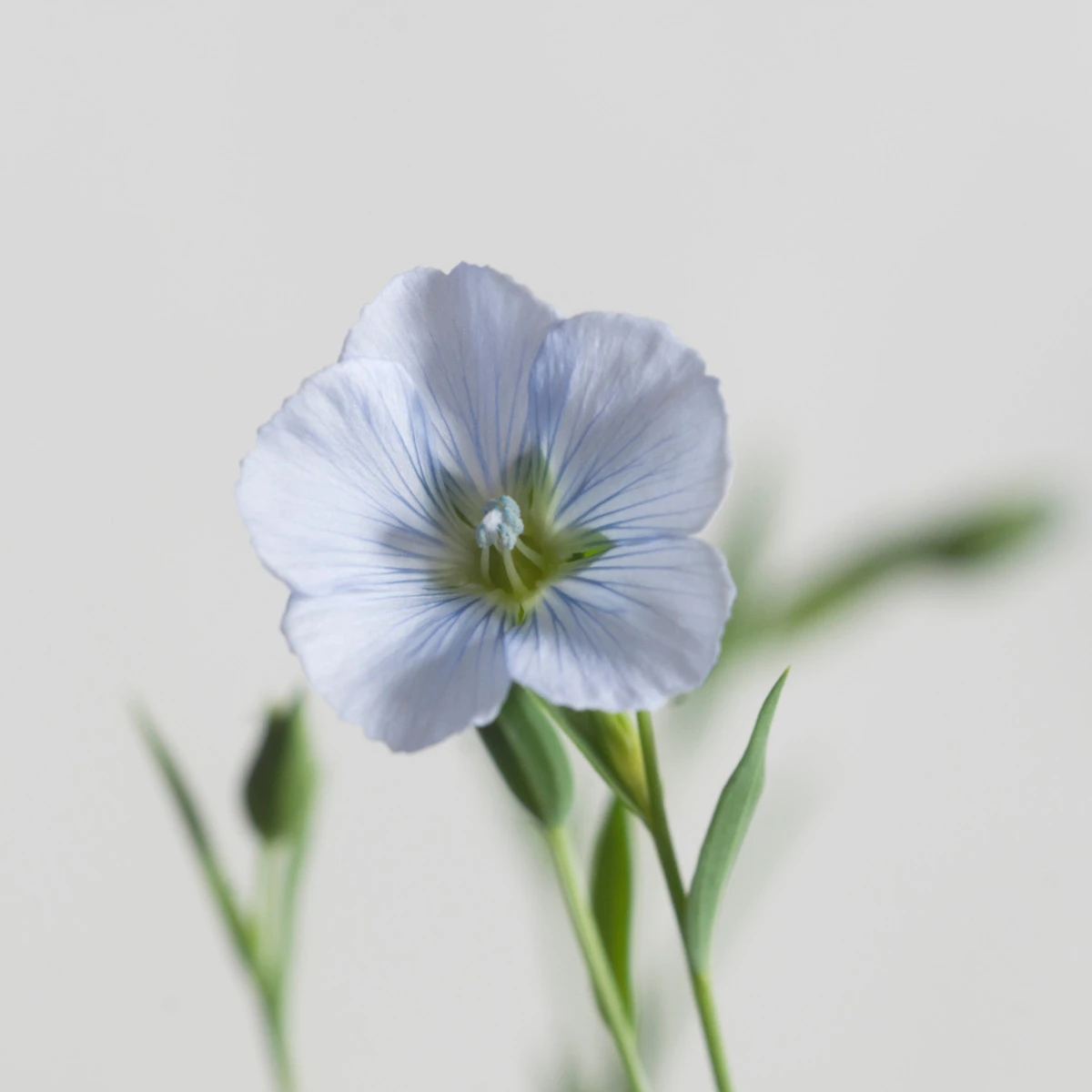 Len setý - Linum usitatissimum - semena lnu - 140 ks