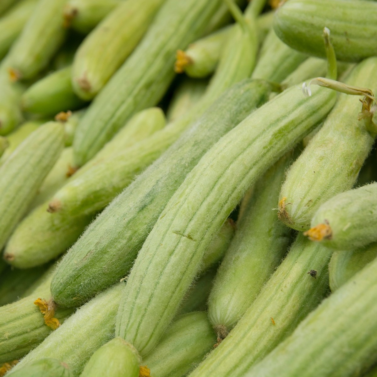 Okurka arménská - Cucumis melo - semena okurky - 6 ks