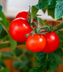 Rajče Matina - Solanum lycopersicum - semena rajčete - 20 ks