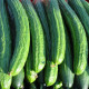 BIO Okurka salátová polní - Cucumis sativus - semena okurky - 0,3 g