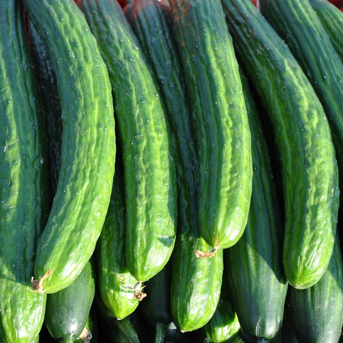 BIO Okurka salátová polní - Cucumis sativus - semena okurky - 0,3 g