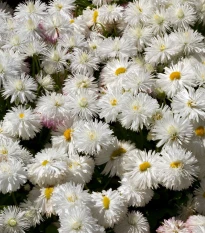 Sedmikráska středně plnokvětá bílá - Bellis perennis - semena sedmikrásky - 0,1 g