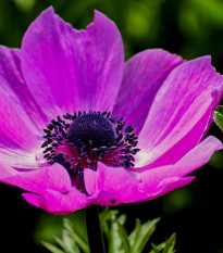 Sasanka Admiral - Anemone - hlízy sasanky - 3 ks