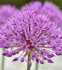 Česnek Red Giant - Allium - cibule okrasného česneku - 3 ks
