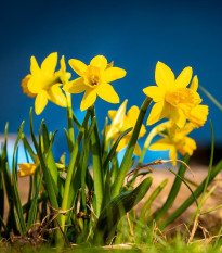 Narcis Baby Moon - Narcissus jonquilla - cibule narcisu - 3 ks