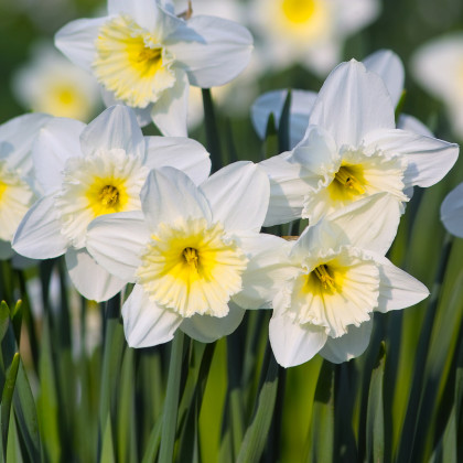 Narcis Mount Hood - Narcissus trumpet - cibule narcisu - 3 ks