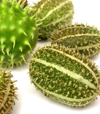 Okrasná okurka - Cucumis insignis - semena - 6 ks