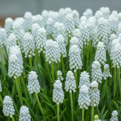 Modřenec bílý - Muscari aucheri - cibule modřence - 5 ks