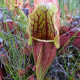 Špirlice nachová - Sarracenia purpurea - semena špirlice - 8 ks
