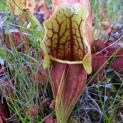 Špirlice nachová - Sarracenia purpurea - semena špirlice - 8 ks