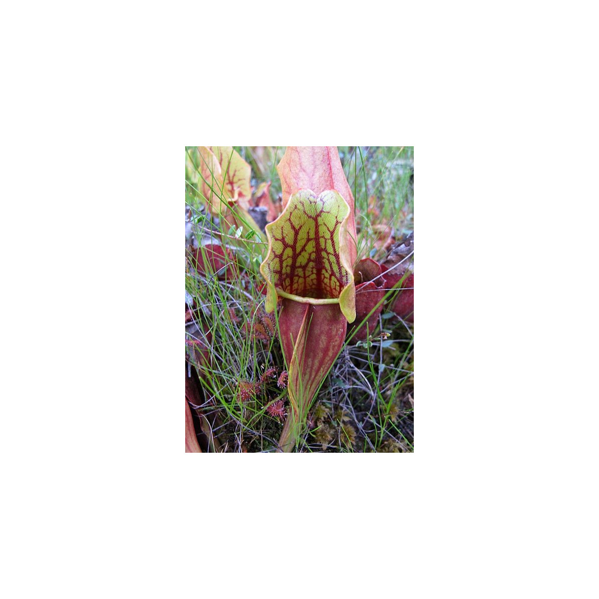 Špirlice nachová - Sarracenia purpurea - semena špirlice - 8 ks