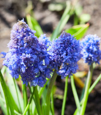 Modřenec Blue Spike - Muscari aucheri - cibule modřence - 5 ks
