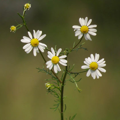 BIO Heřmánek pravý - Matricaria recutita - bio semena heřmánku - 600 ks