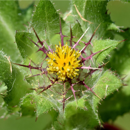 BIO Benedikt lékařský - Cnicus benedictus - bio semena benediktu - 10 ks