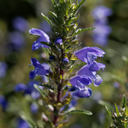 BIO Včelník moldavský - Dracocephalum moldavica - bio semena včelníku - 150 ks